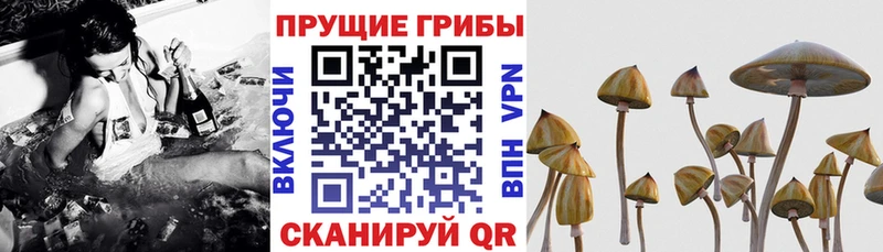 продажа наркотиков  Новоаннинский  Галлюциногенные грибы MAGIC MUSHROOMS 